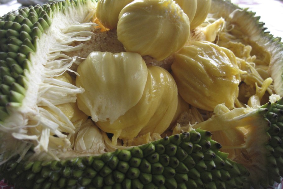 Хлебное дерево джекфрут