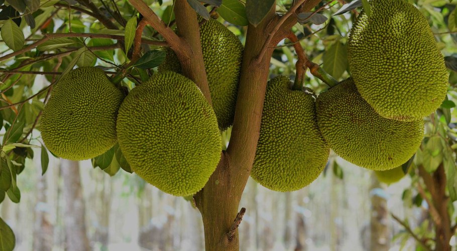 Ямайка плоды на деревьях