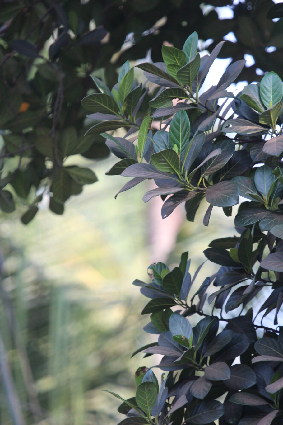 Artocarpus – хлебное дерево