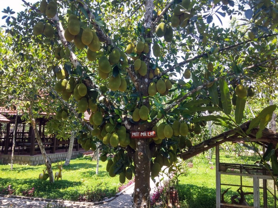 Джекфрут (индийское хлебное дерево)