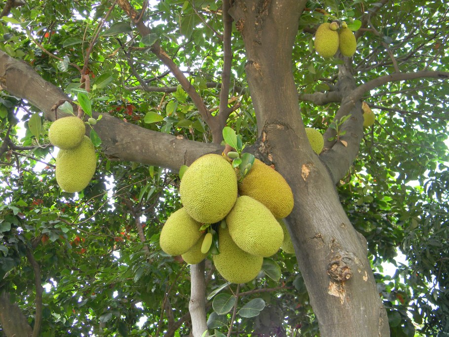 Фрукт джекфрут