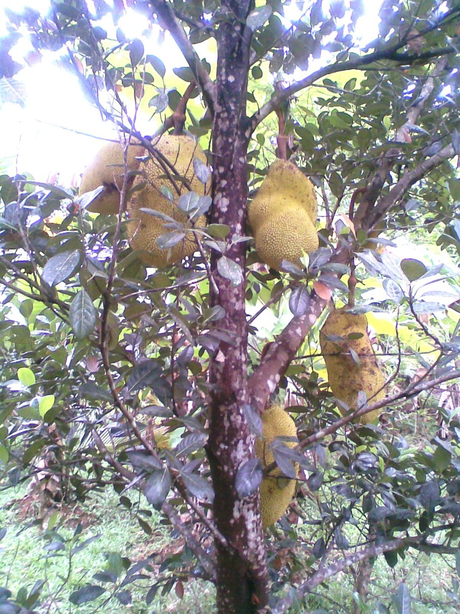 Artocarpus heterophyllus