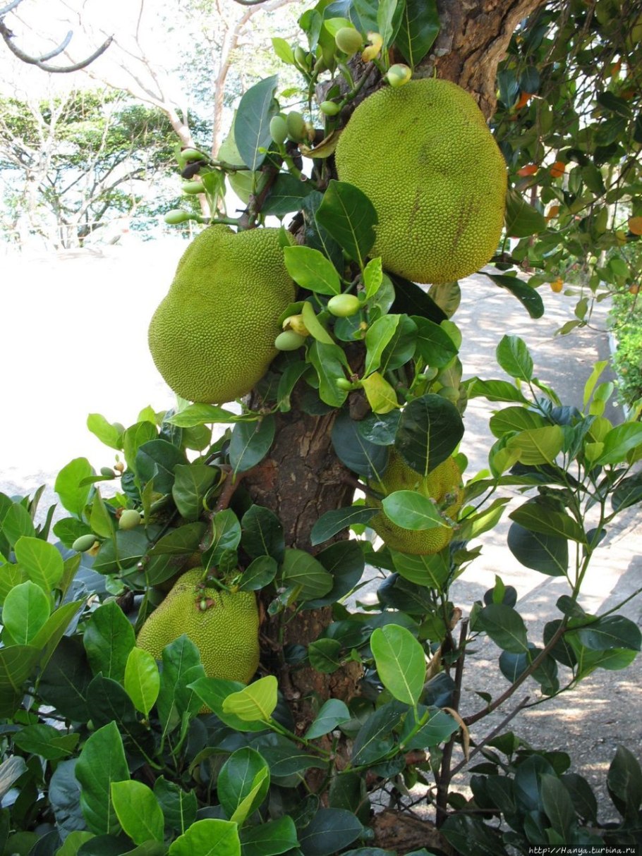 Северный Блэк джекфрут