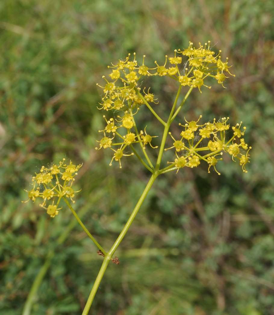 Peucedanum morisonii