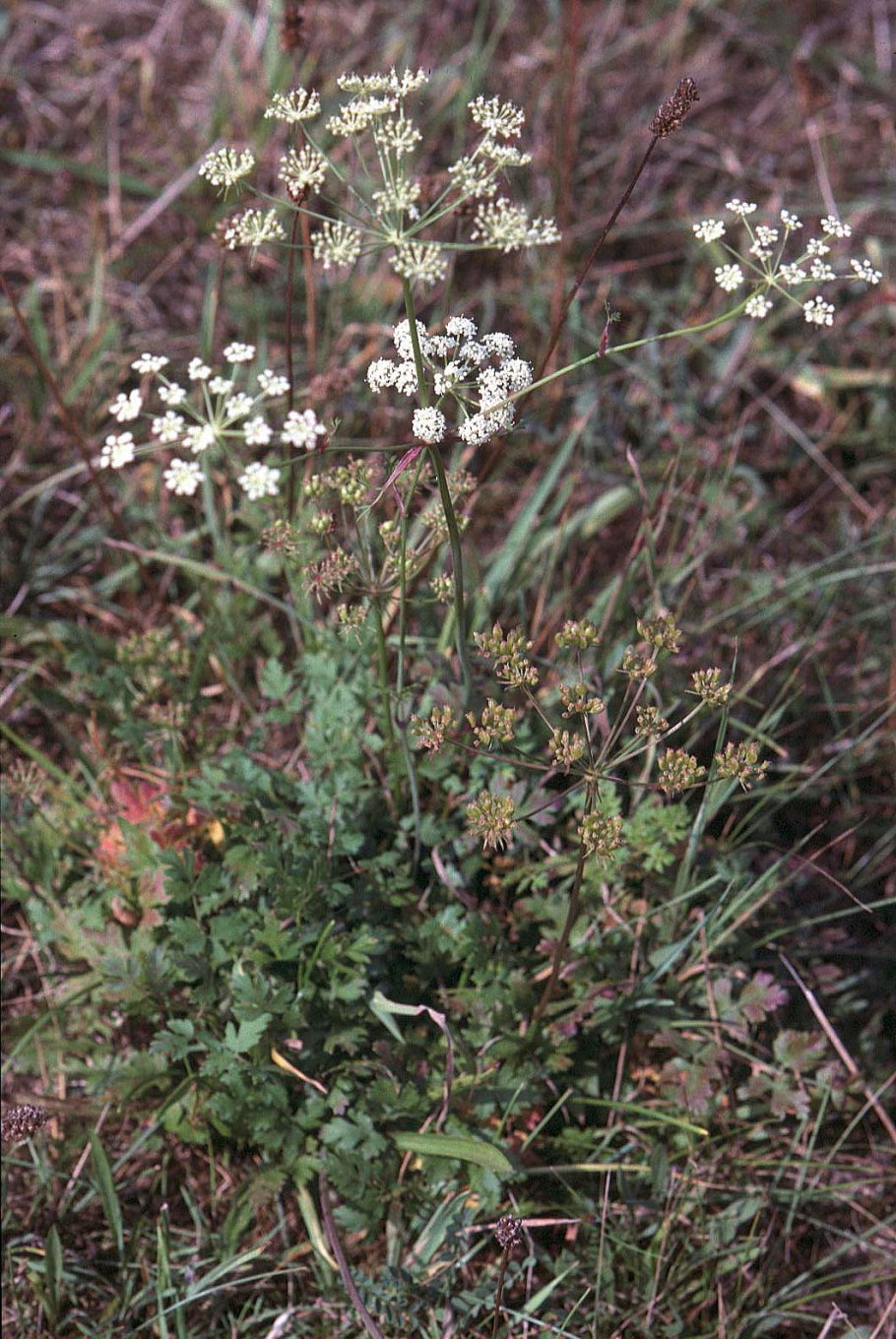 Горичник oreoselinum