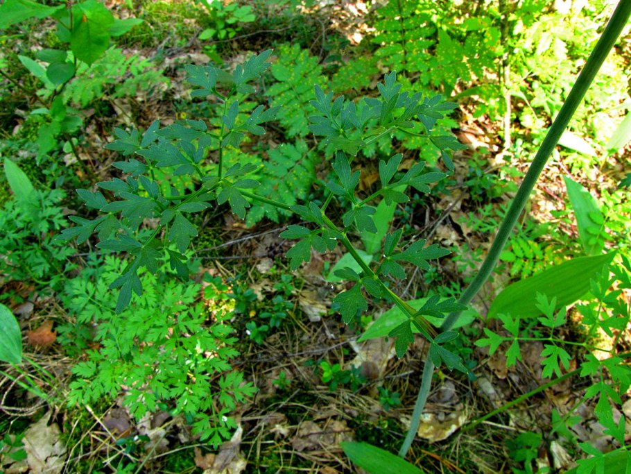 Горичник Морисона Peucedanum morisonii