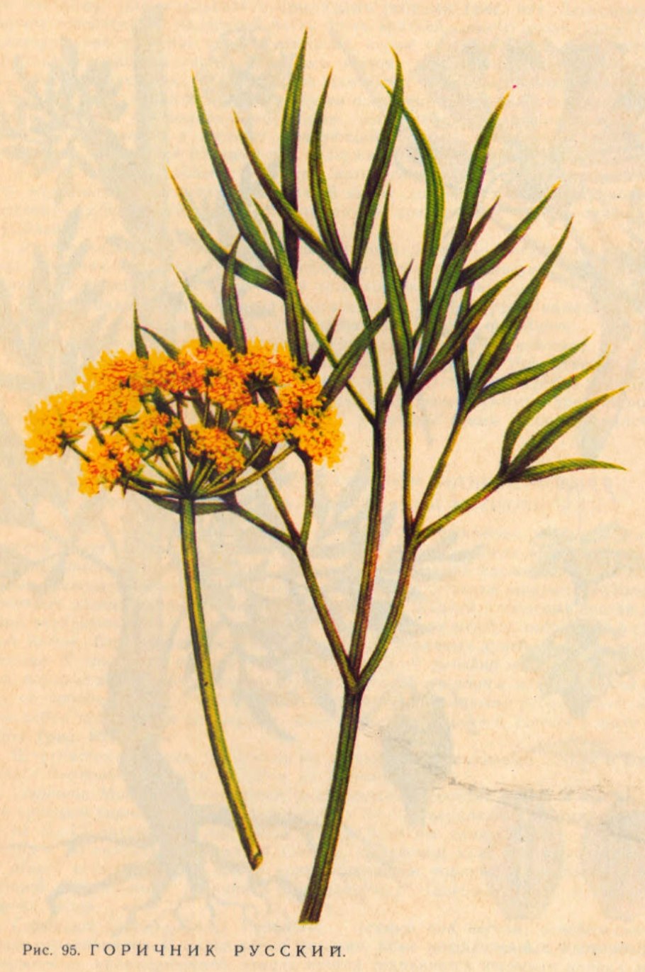 Peucedanum officinale