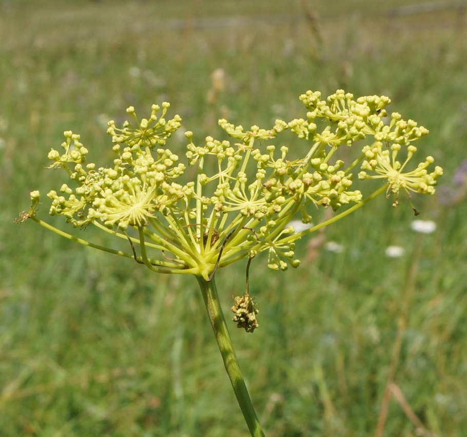 Горичник Морисона Peucedanum morisonii