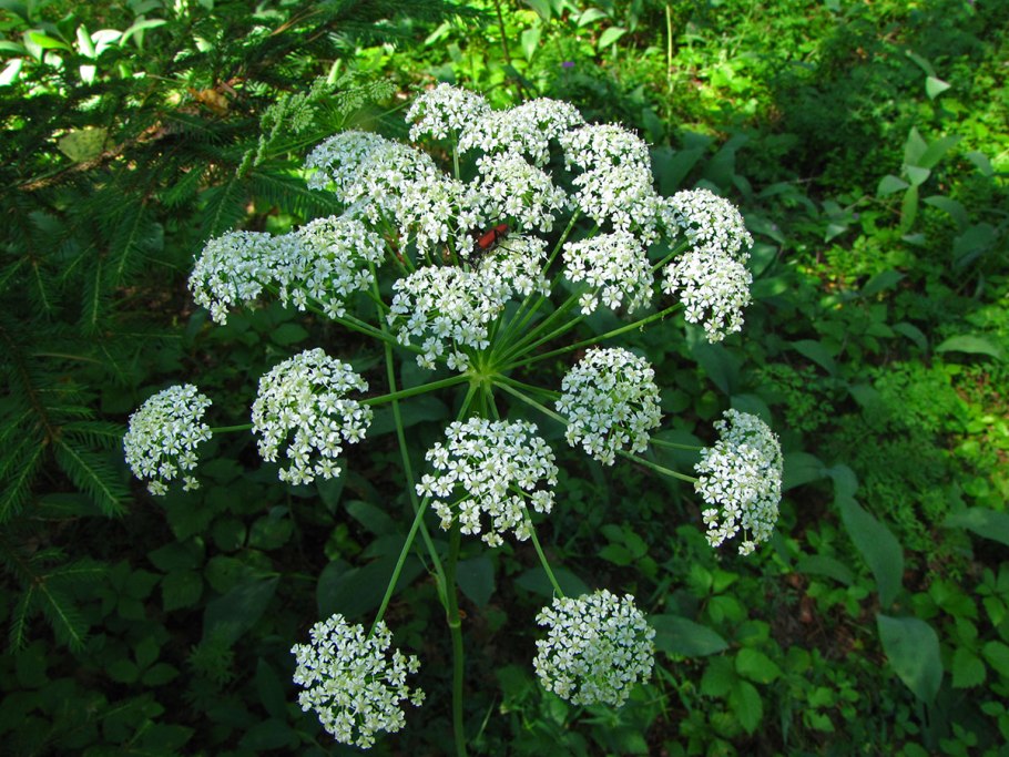 Горичник oreoselinum