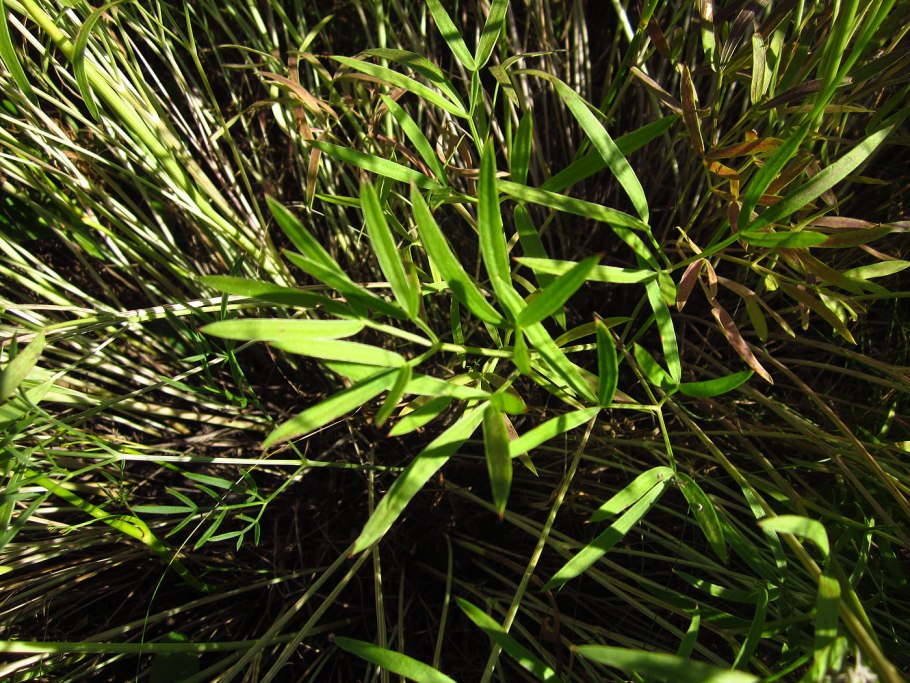 Горичник Морисона Peucedanum morisonii