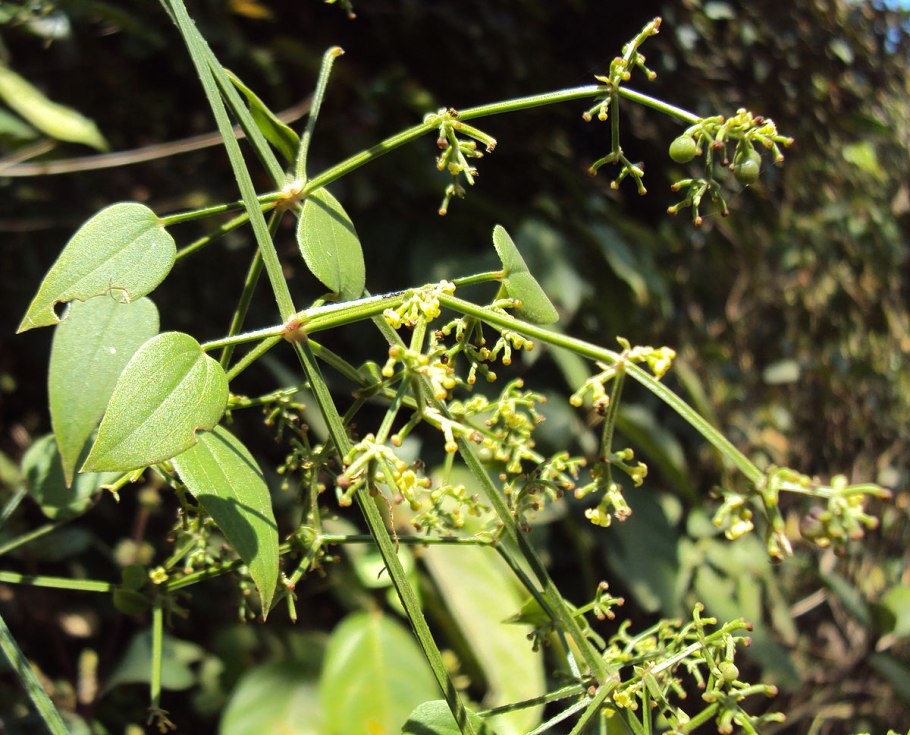Alchornea cordifolia