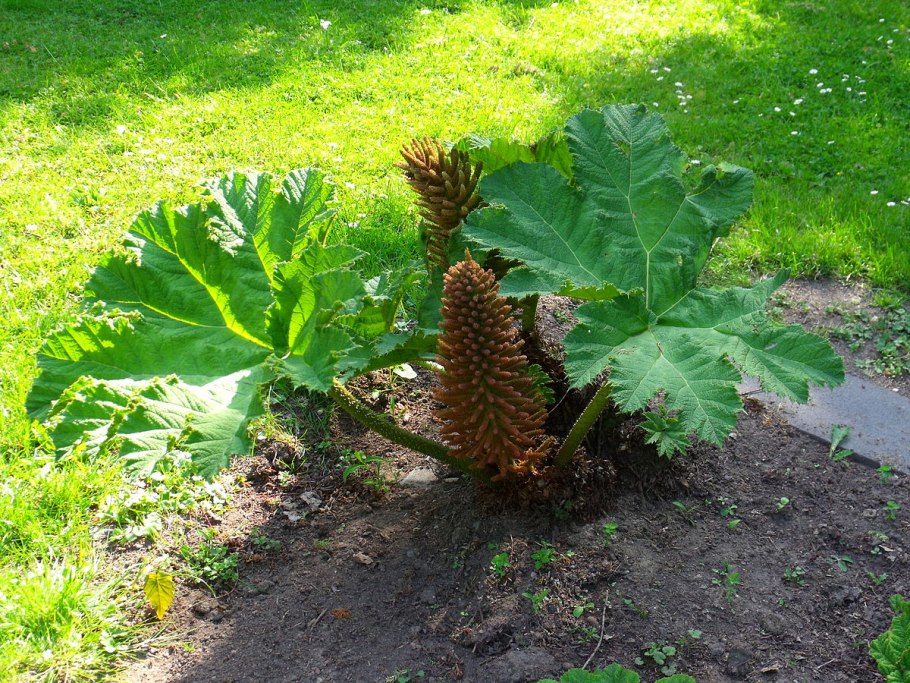 Gunnera manicata