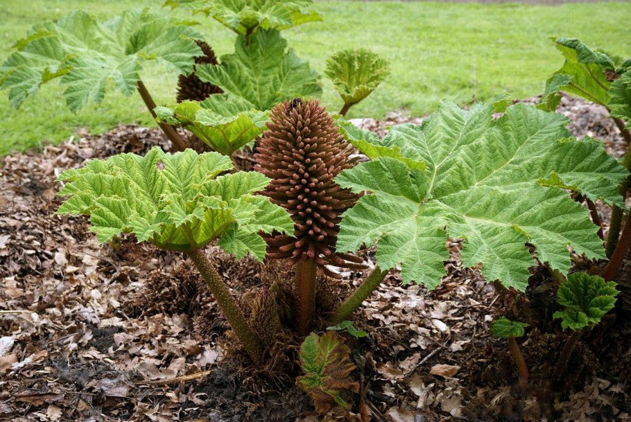 Гуннера Чилийская