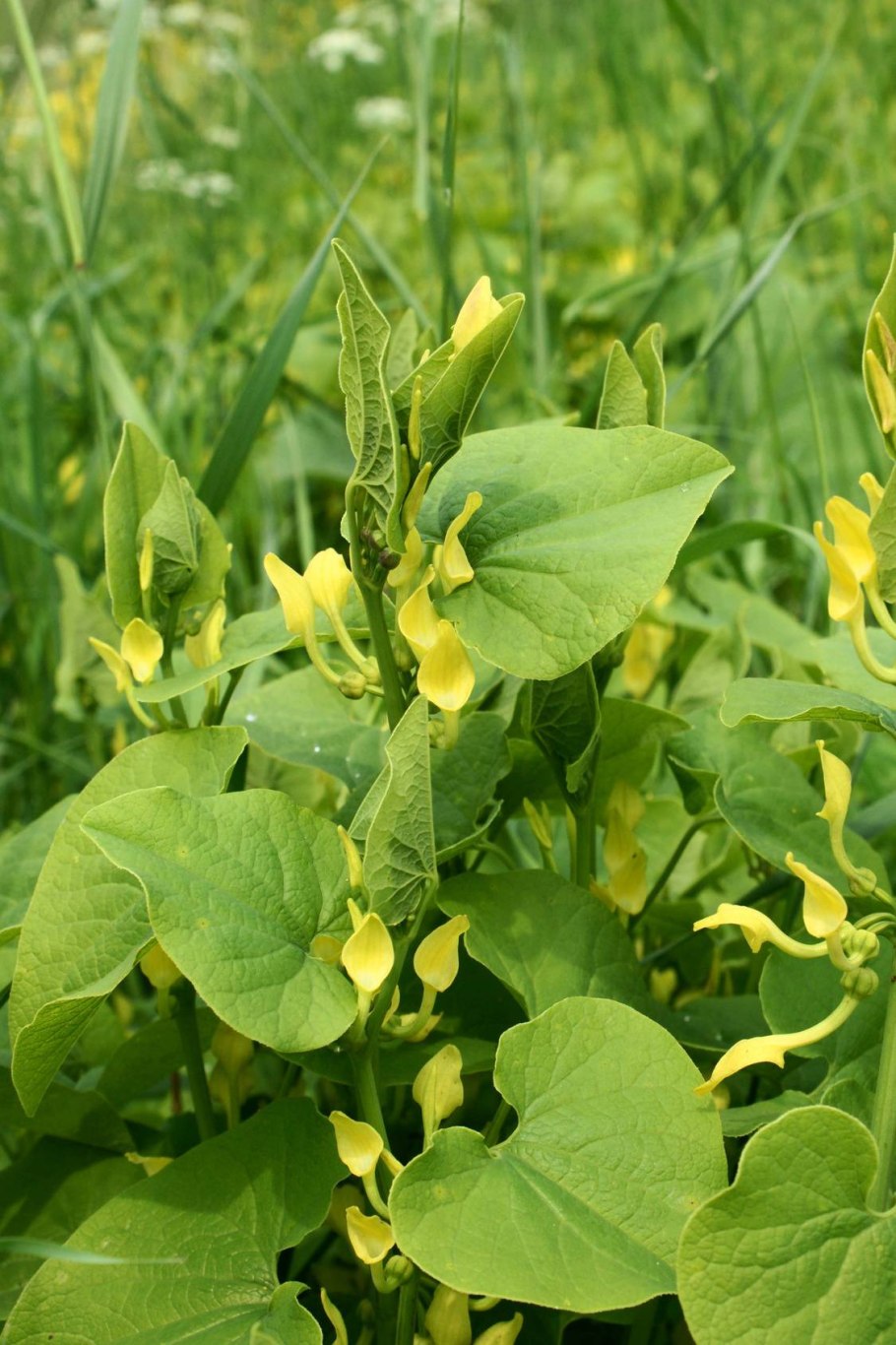 Verbascum thapsiforme