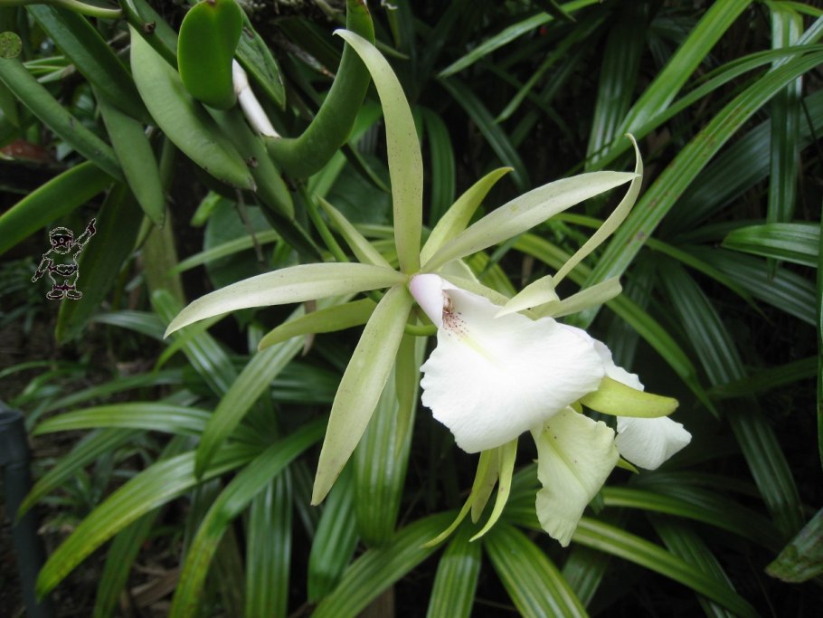 Брассавола кордата