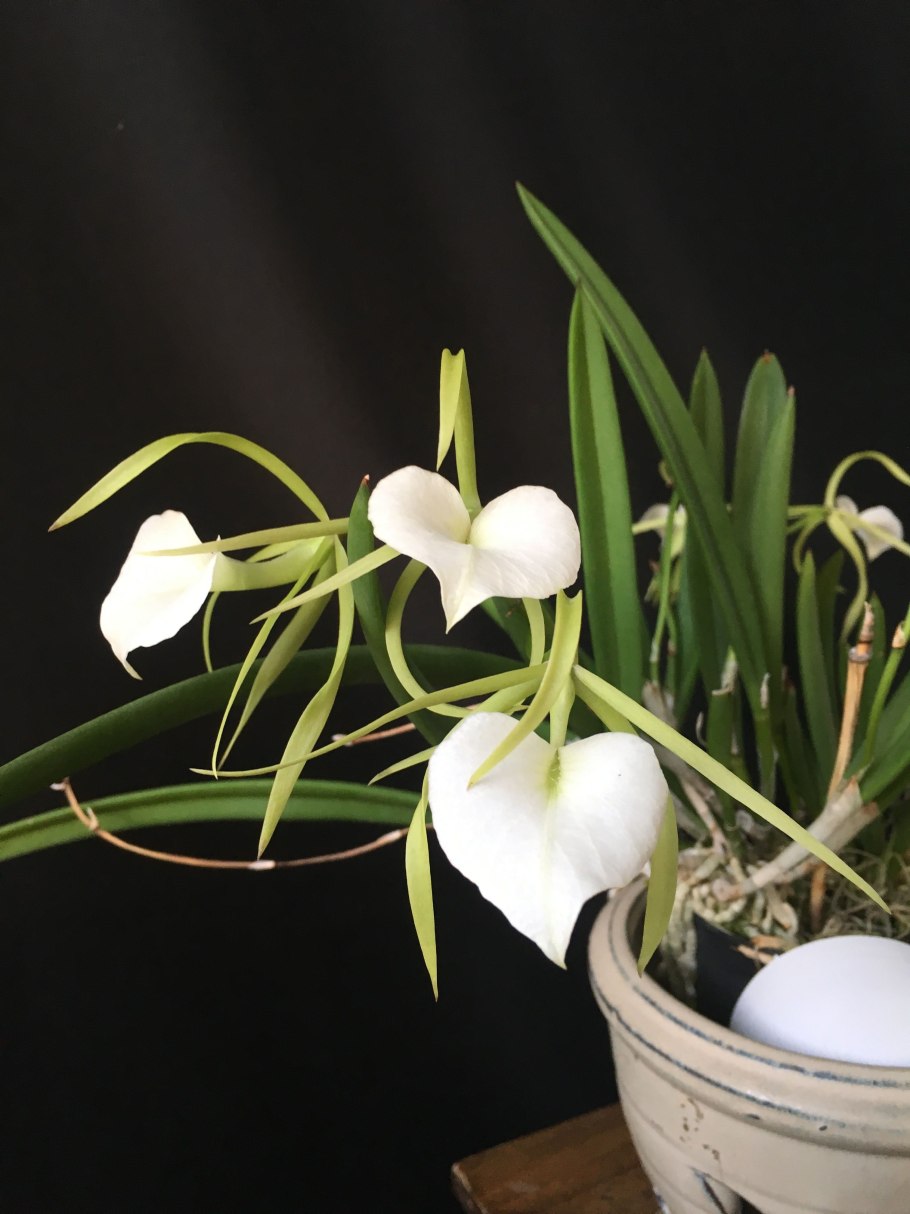 Брассавола нодоза