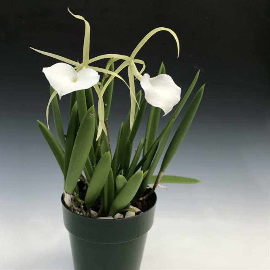 Брассавола Дэвид Сандерс