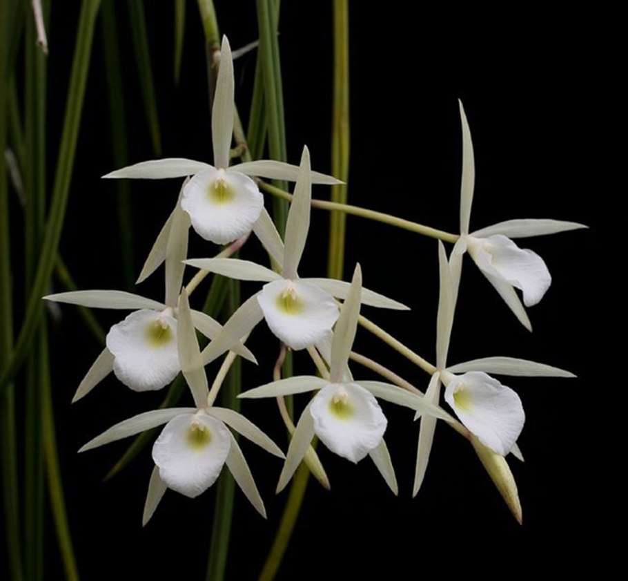Brassavola grandiflora