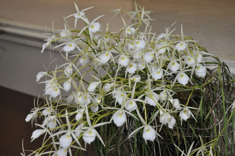 Брассавола нодоза