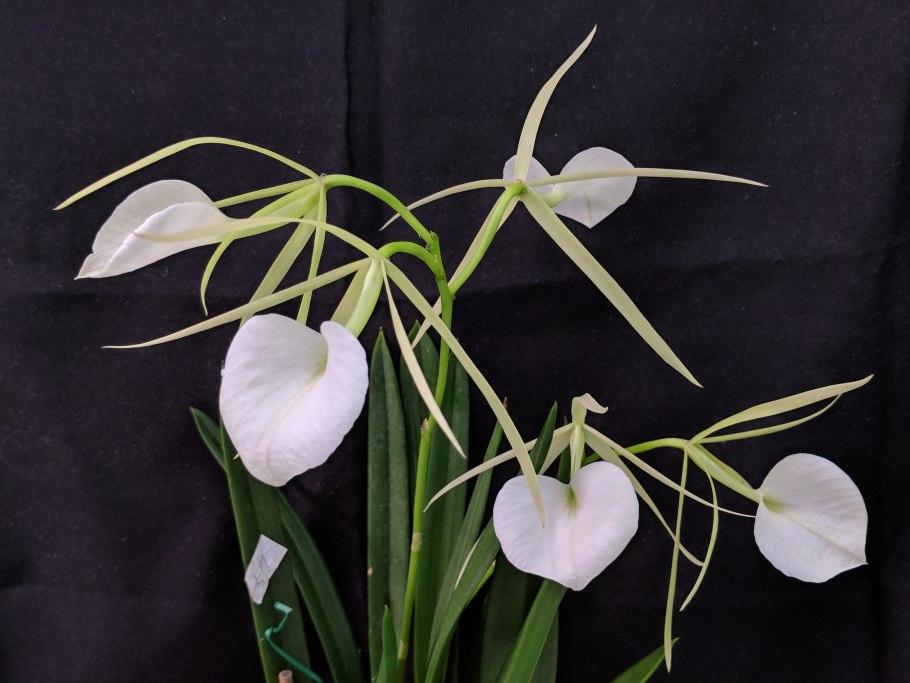 Rhyncholaelia digbyana