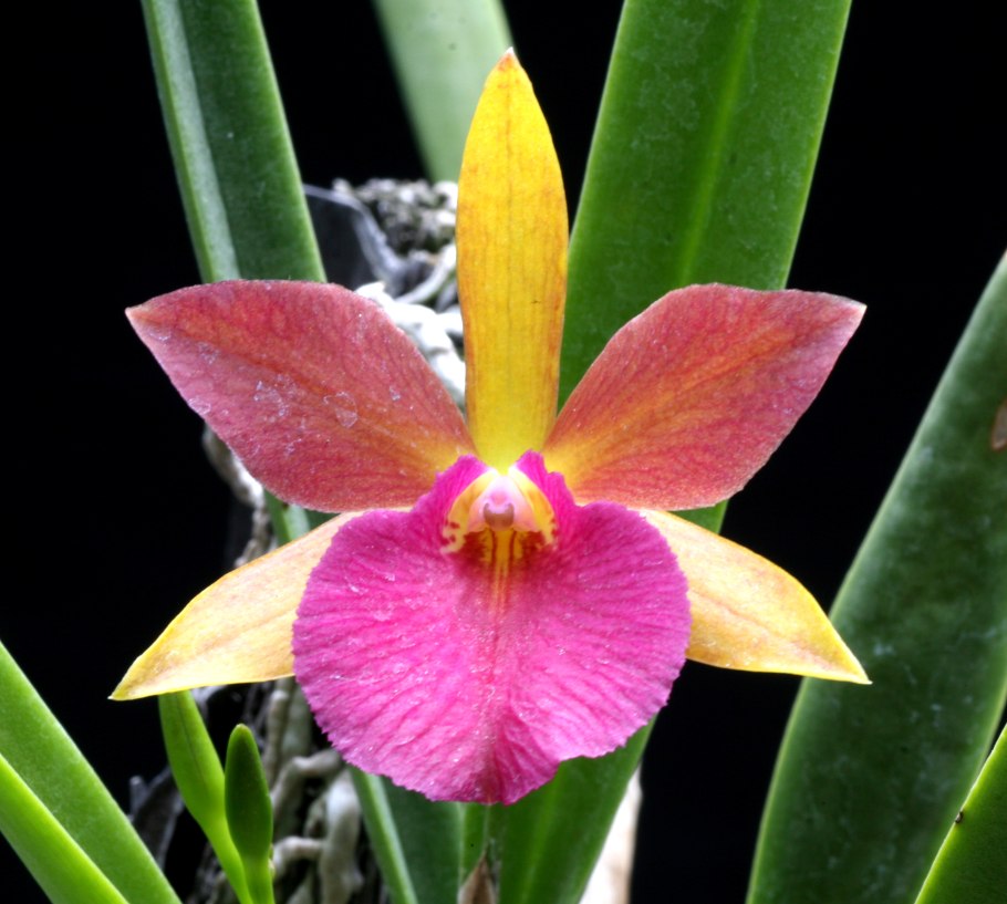 Брассавола кордата