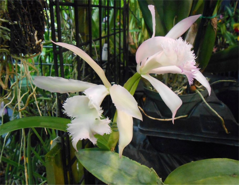 Брассавола нодоза