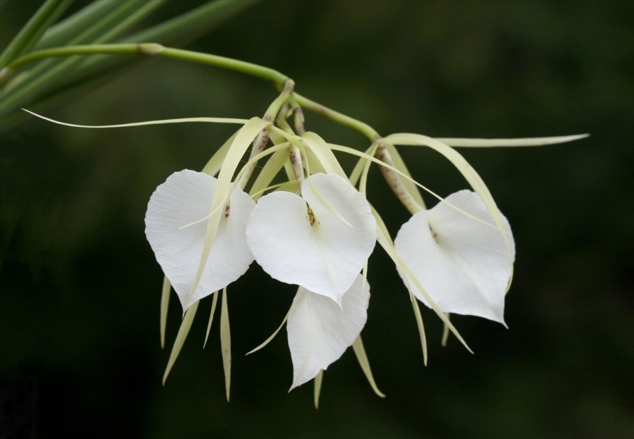 Brassavola nodosa little Star