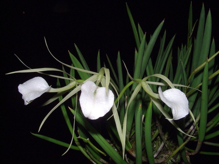Brassavola tuberculata