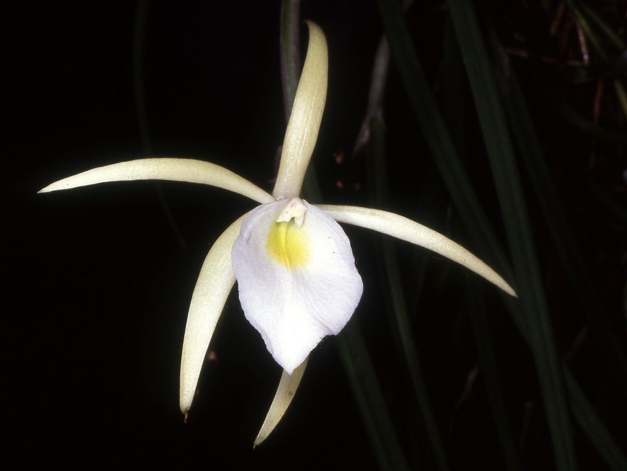 Brassavola. Appendiculata