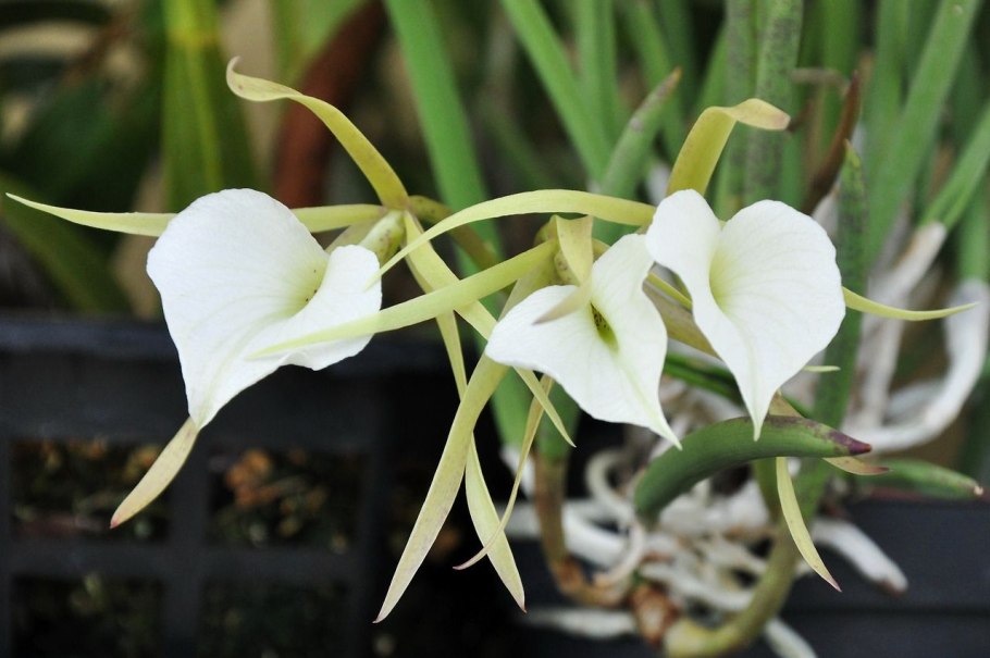Brassavola сердцевидная
