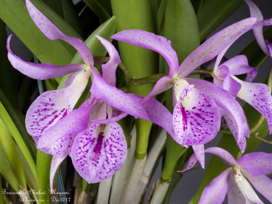 Каттлея брассавола нодоза