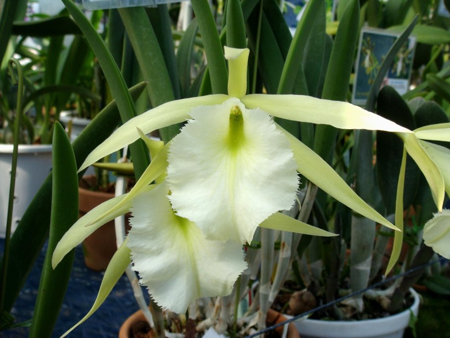 Брассавола Кукулата