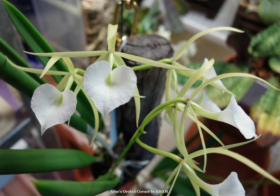 Брассавола Кукулата