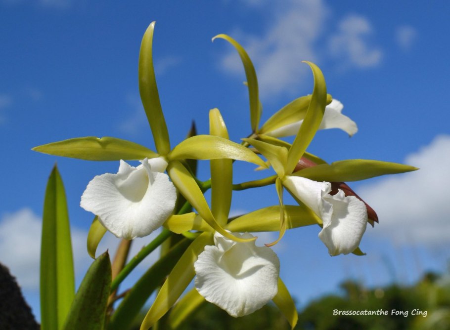 Brassocattleya Yellow Bird