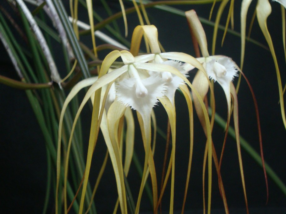 Каттлея Yellow Bird