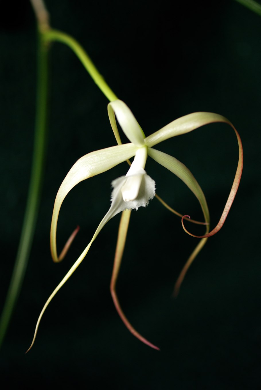 Нодоза Орхидея