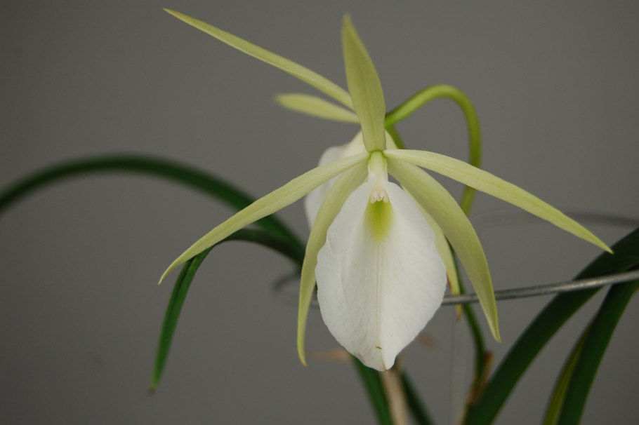 Brassavola flagellaris