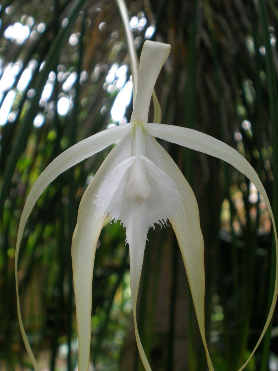 Brassavola tuberculata
