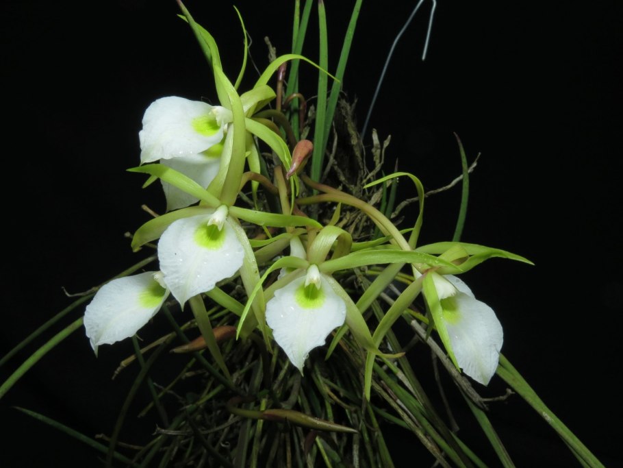 Брассавола дигбиана (Brassavola digbyana)