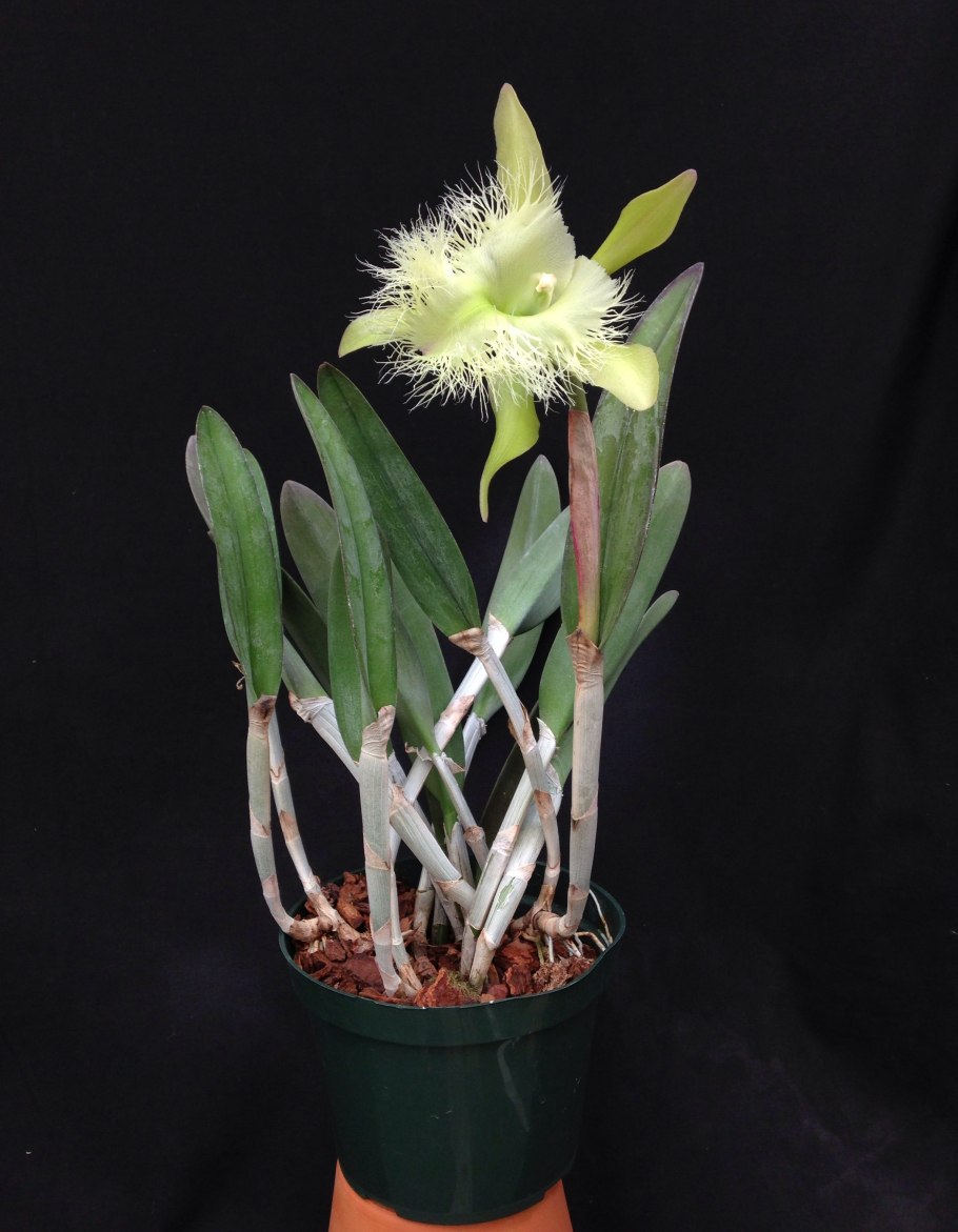 Брассавола узловатая