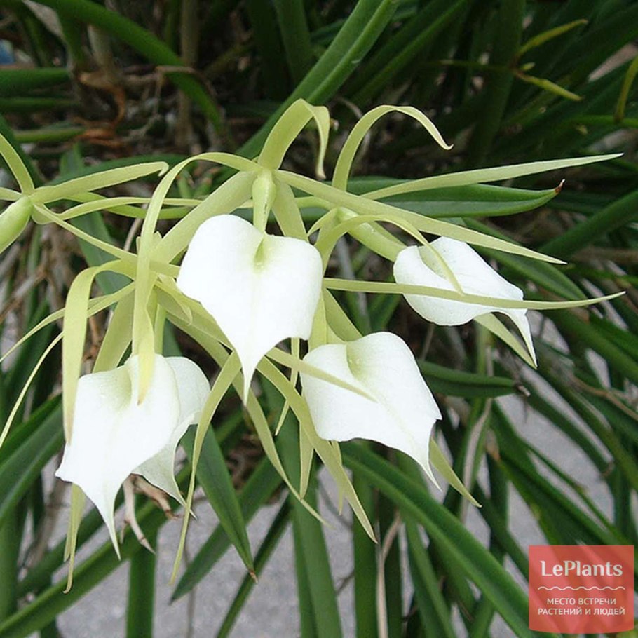 Цветок брассавола нодоза