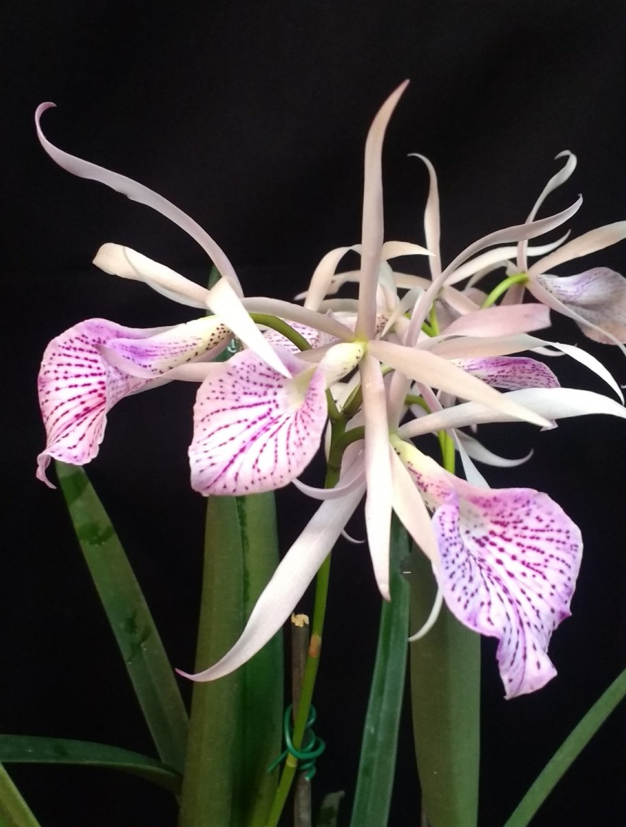 Брассавола Узловая