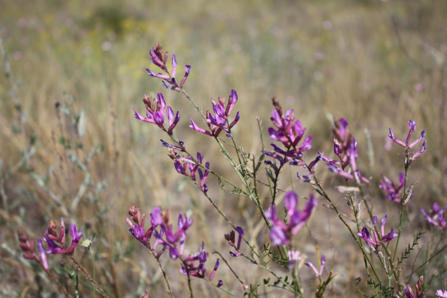 Астрагал Байкальский