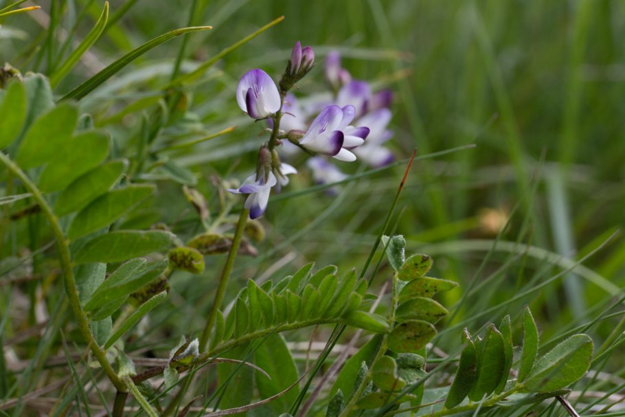 Астрагал Альпийский