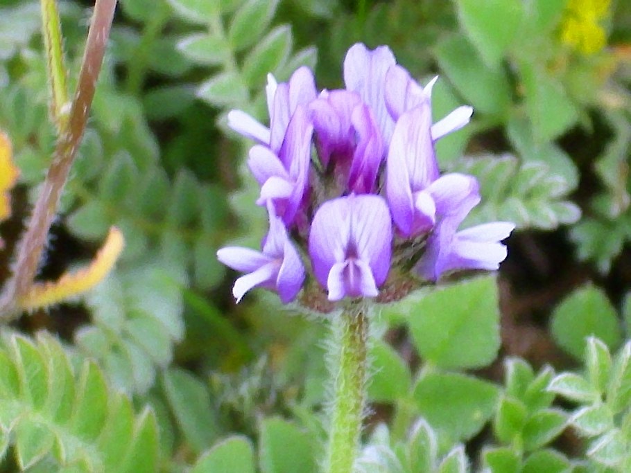 Астрагал норвежский