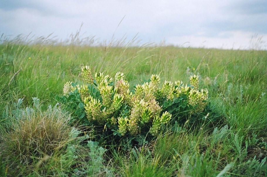 Астрагал чашечный