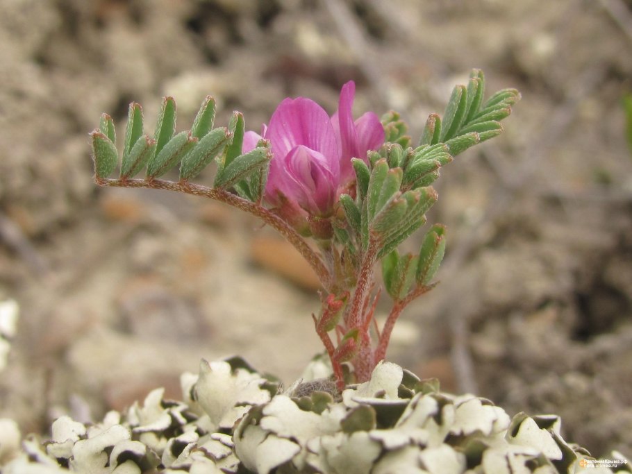 Астрагал Полярный