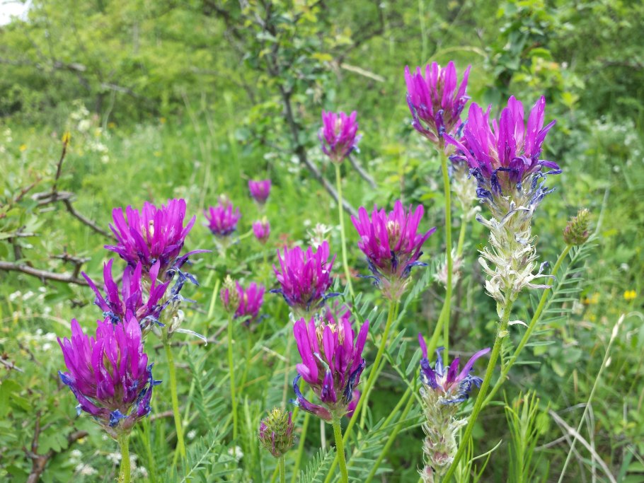 Астрагал густоветвистый