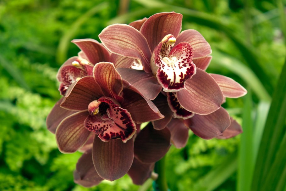 Орхидея Цимбидиум