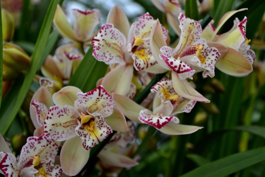 Цимбидиум. Ванда. Саркохимус. Фрагмипедиум.